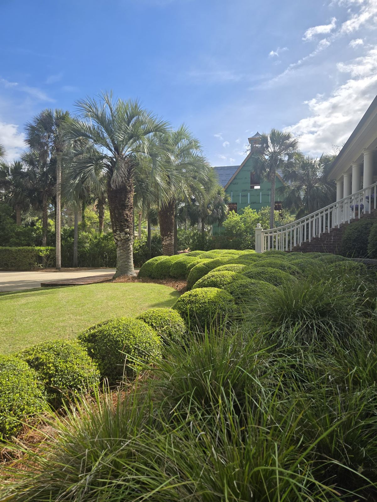 Jardín con palmeras