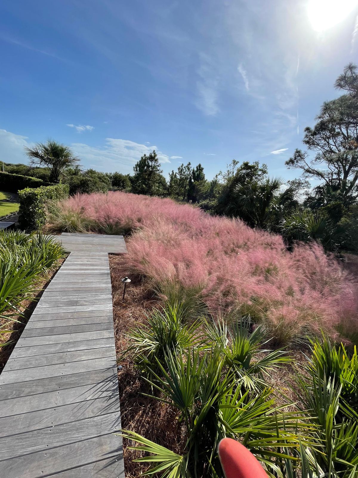 Deck de madera y muhly rosa