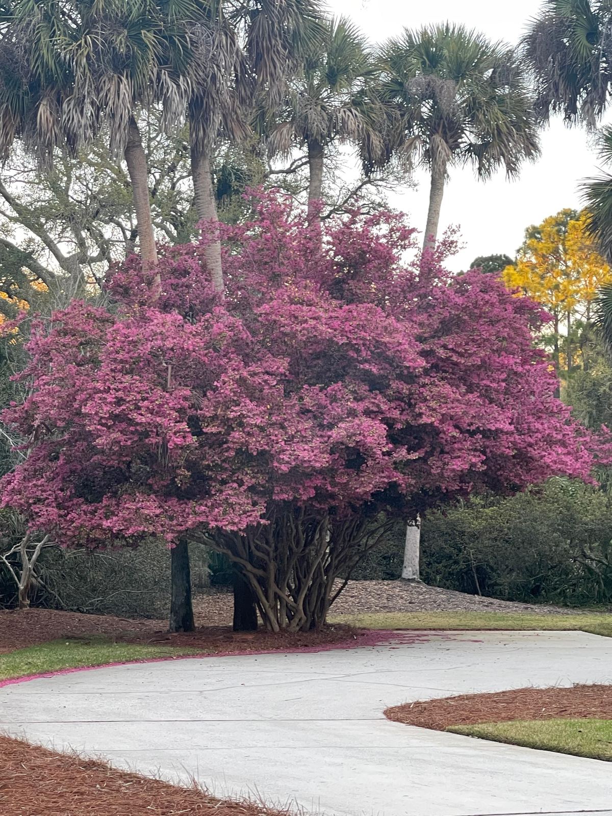 Árbol en flor
